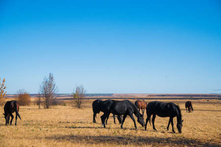 A few horses graze on the plain under a clear skyの写真素材