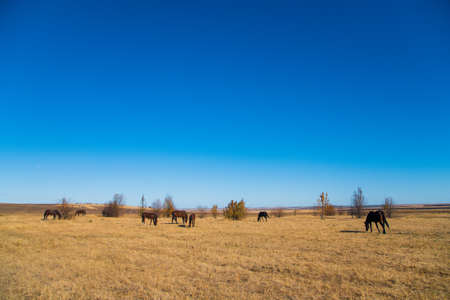 A few horses graze on the plain under a clear skyの写真素材