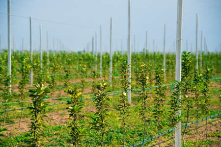 The cultivation of Apple trees in an industrial environment for commercial purposesの写真素材