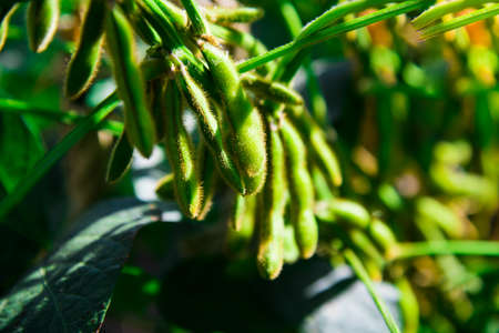 Green pod chickpea are growing on the fieldの写真素材