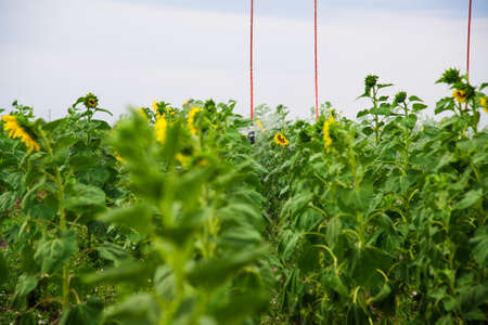 Automated farming irrigation sprinklers system on cultivated agricultural corn fieldの写真素材
