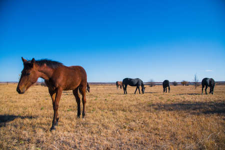 A few horses graze on the plain under a clear skyの写真素材