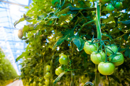 Rows of tomato plants growing inside big industrial greenhouse. Industrial agricultureの写真素材