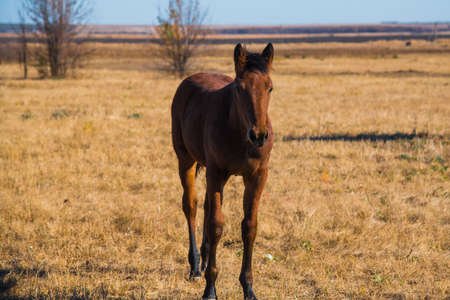 A few horses graze on the plain under a clear skyの写真素材