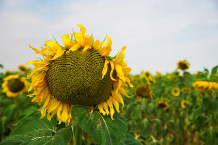 Beautiful sunflowers in the field natural background. Field of sunflowers and blue skyの写真素材