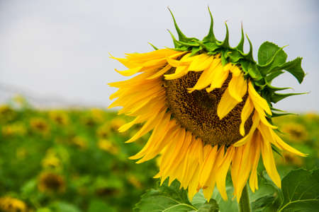 Beautiful sunflowers in the field natural background. Field of sunflowers and blue skyの写真素材