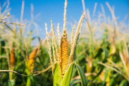 Corn cobs slowly ripen in the field under the rays of the bright sun