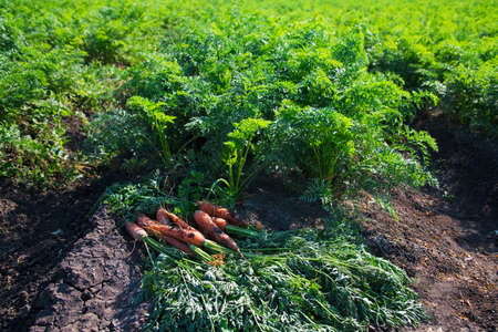 Growing carrots in the field in the open ground. A field of growing carrots. Agricultural industryの写真素材