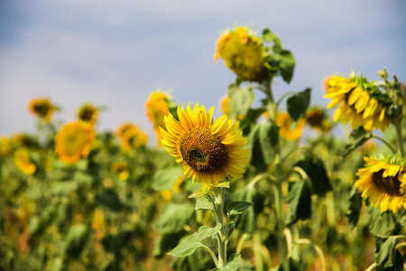Beautiful sunflowers in the field natural background. Field of sunflowers and blue skyの写真素材