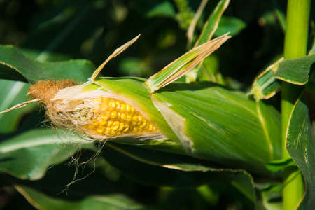 Corn cobs slowly ripen in the field under the rays of the bright sunの写真素材