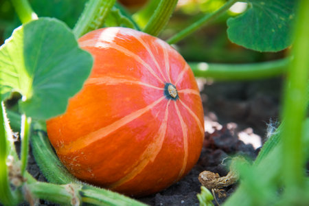 A small orange pumpkin grows in a field in the open groundの写真素材