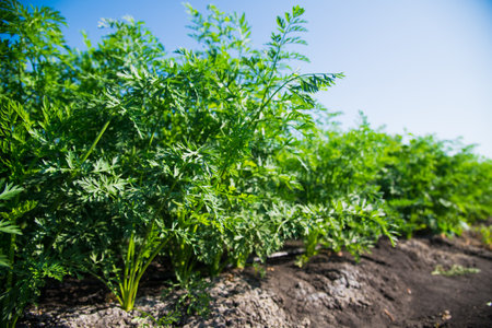 Carrots grow in a field under a clear blue skyの写真素材