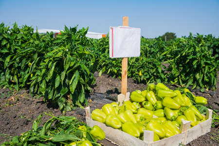 A box of ripe peppers stands against the background of a field of still unripe peppersの写真素材