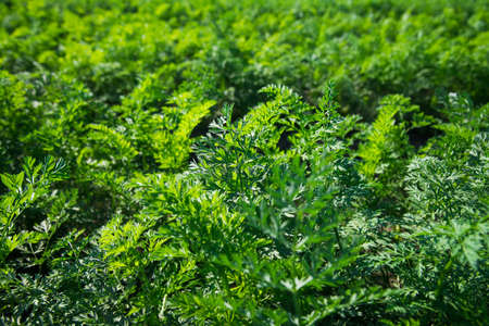 Growing carrots in the field in the open ground. A field of growing carrots. Agricultural industryの写真素材