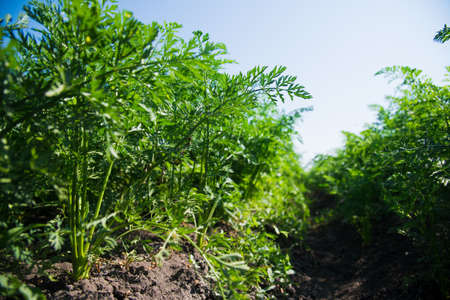 Carrots grow in a field under a clear blue skyの写真素材