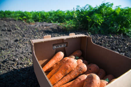 Carrots lie in a cardboard box on the background of the fieldの写真素材