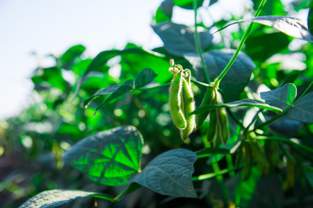 Green pod chickpea are growing on the fieldの写真素材
