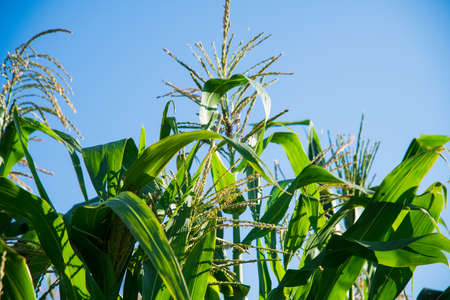 A field of corn bushes grows against a background of blue and clear skyの写真素材
