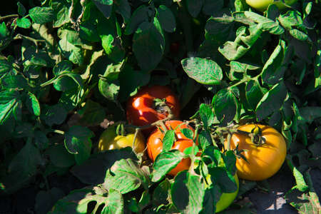 A handful of tomatoes are almost ripe on the branch of a bushの写真素材