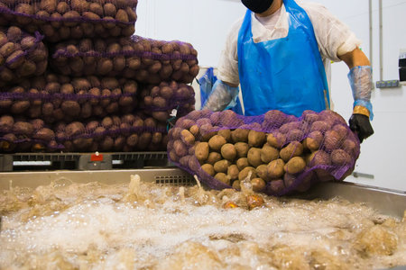 Modern automated production for sorting, processing and storage of fruits and vegetables. Processing...