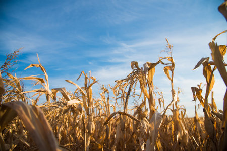 Corn grows in a field under a clear blue sky