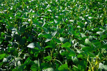 Green pod chickpea are growing on the fieldの写真素材