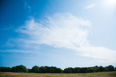 Trees grow on the edge of the forest under a clear sky