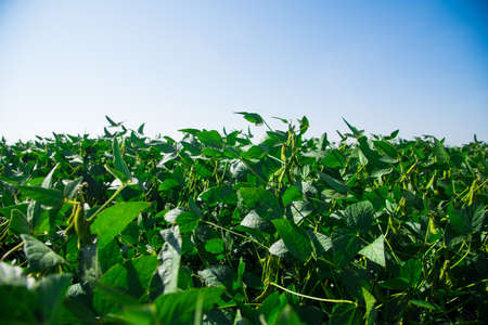 Green pod chickpea are growing on the fieldの写真素材