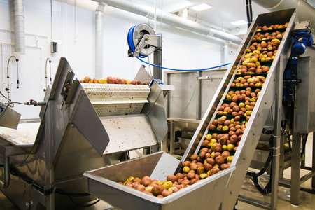 Modern automated production for sorting, processing and storage of fruits and vegetables. Processing...