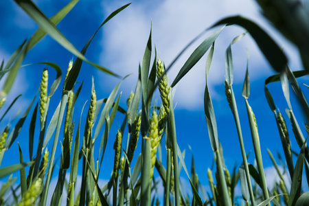 Green wheat field on a sunny summer day. Ears of corn close-up. Agricultural industry