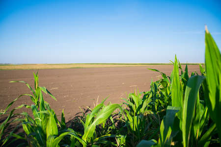A field of corn bushes grows against a background of blue and clear skyの写真素材