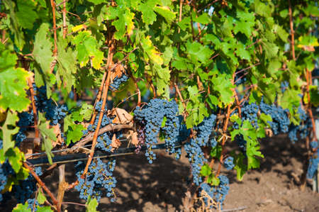 Vineyards at sunset in autumn harvest. Ripe grapes in fall season. Close up of bunches of red wine grapes on vine in a sunset.の写真素材