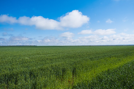 Summer landscape with sky and green wheat. Agricultural industryの写真素材