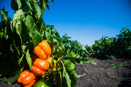 Growing bell peppers. Rows fresh ripe red green and yellow peppers on the branches on a farm plantation in soil.の写真素材