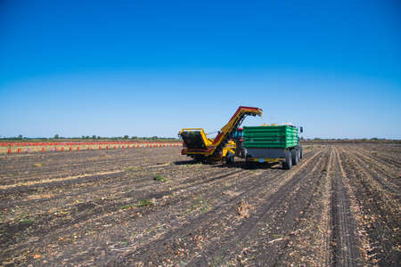 Harvesting onions in a farmer's field with the help of modern agricultural machineryの写真素材