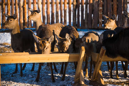 Small and adult spotted deer spend the winter on the farm. Deer at the feederの写真素材