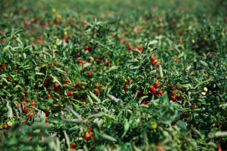 Growing tomatoes in the field. Fresh red ripe tomatoes grown on a bush in a farmer's fieldの写真素材