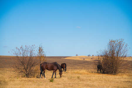 A few horses graze on the plain under a clear skyの写真素材