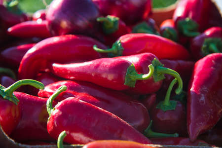 Red ripe paprika on the background of a farmer's field on a sunny summer day. Vegetable harvestの写真素材