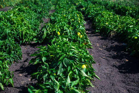 Growing bell peppers. Rows fresh ripe red green and yellow peppers on the branches on a farm plantation in soil.の写真素材
