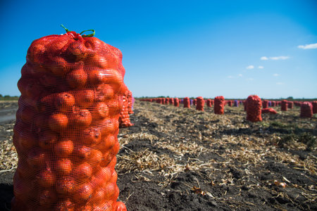 Harvesting onions. Onions after harvesting in bags in a line on an agricultural fieldの写真素材