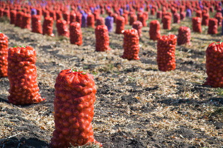 Harvesting onions. Onions after harvesting in bags in a line on an agricultural fieldの写真素材