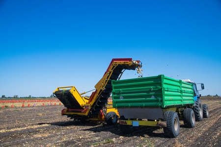 Harvesting onions in a farmer's field with the help of modern agricultural machineryの写真素材