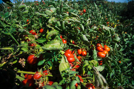 Growing tomatoes in the field. Fresh red ripe tomatoes grown on a bush in a farmer's fieldの写真素材