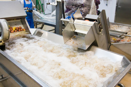 Modern automated production for sorting, processing and storage of fruits and vegetables. Processing of potatoesの写真素材