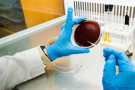 Working table with Biological samples on the microbiology laboratoryの写真素材