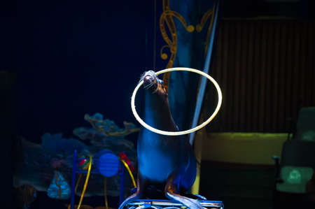 Seal performs in the circus arena. Seal plays with a hoop.の写真素材