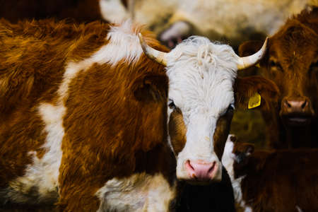 Cows in a farm. Dairy cows. Cowshedの写真素材