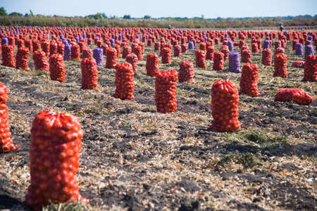 Harvesting onions. Onions after harvesting in bags in a line on an agricultural fieldの写真素材
