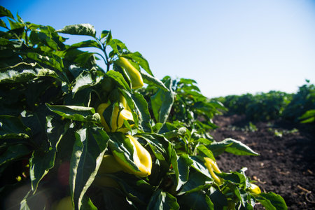 Growing bell peppers. Rows fresh ripe red green and yellow peppers on the branches on a farm plantation in soil.の写真素材
